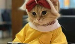 沙雕又可爱的微信昵称：猪突猛进干饭版、搞笑风趣萌化人心